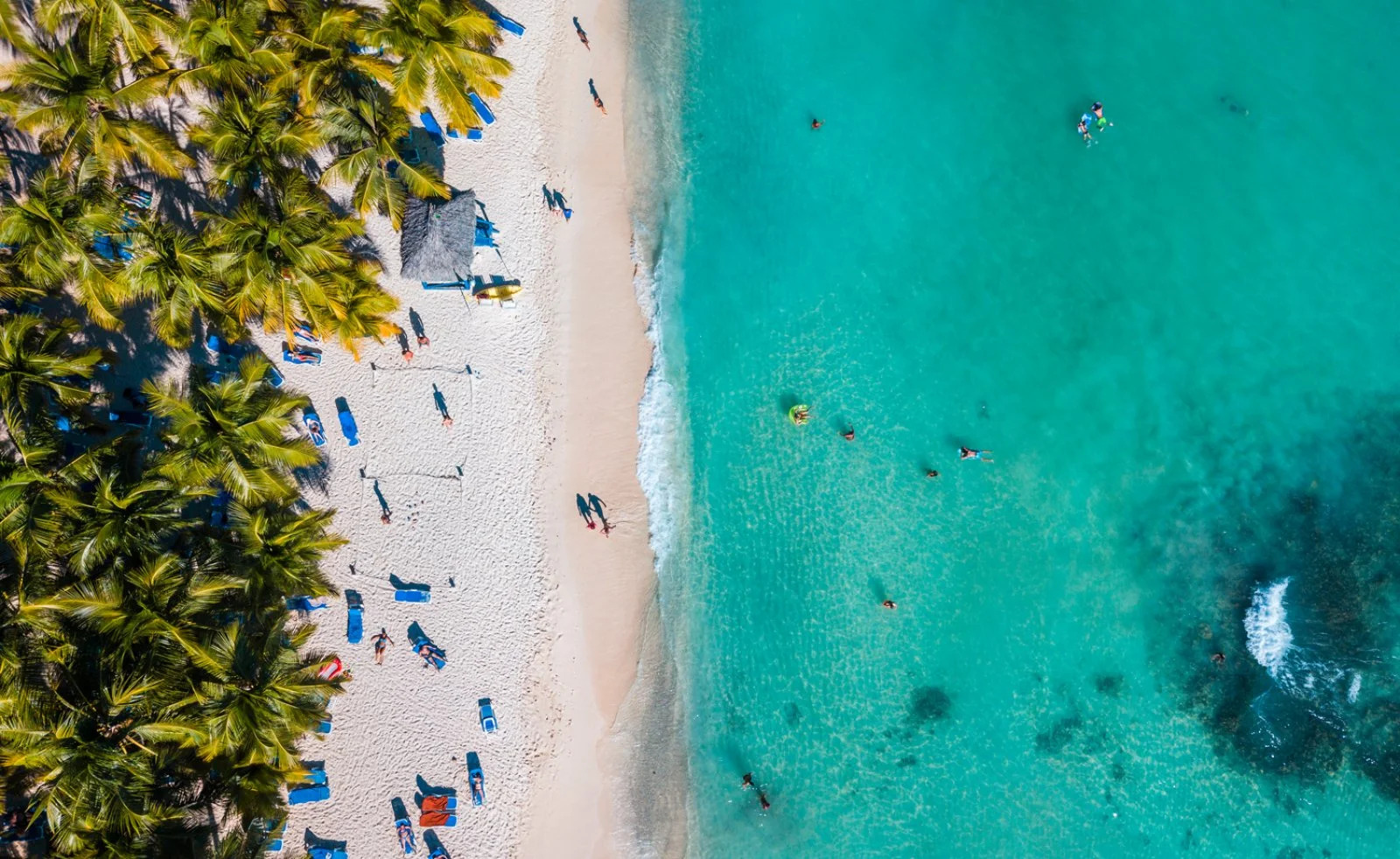 Bravo Viva Dominicus